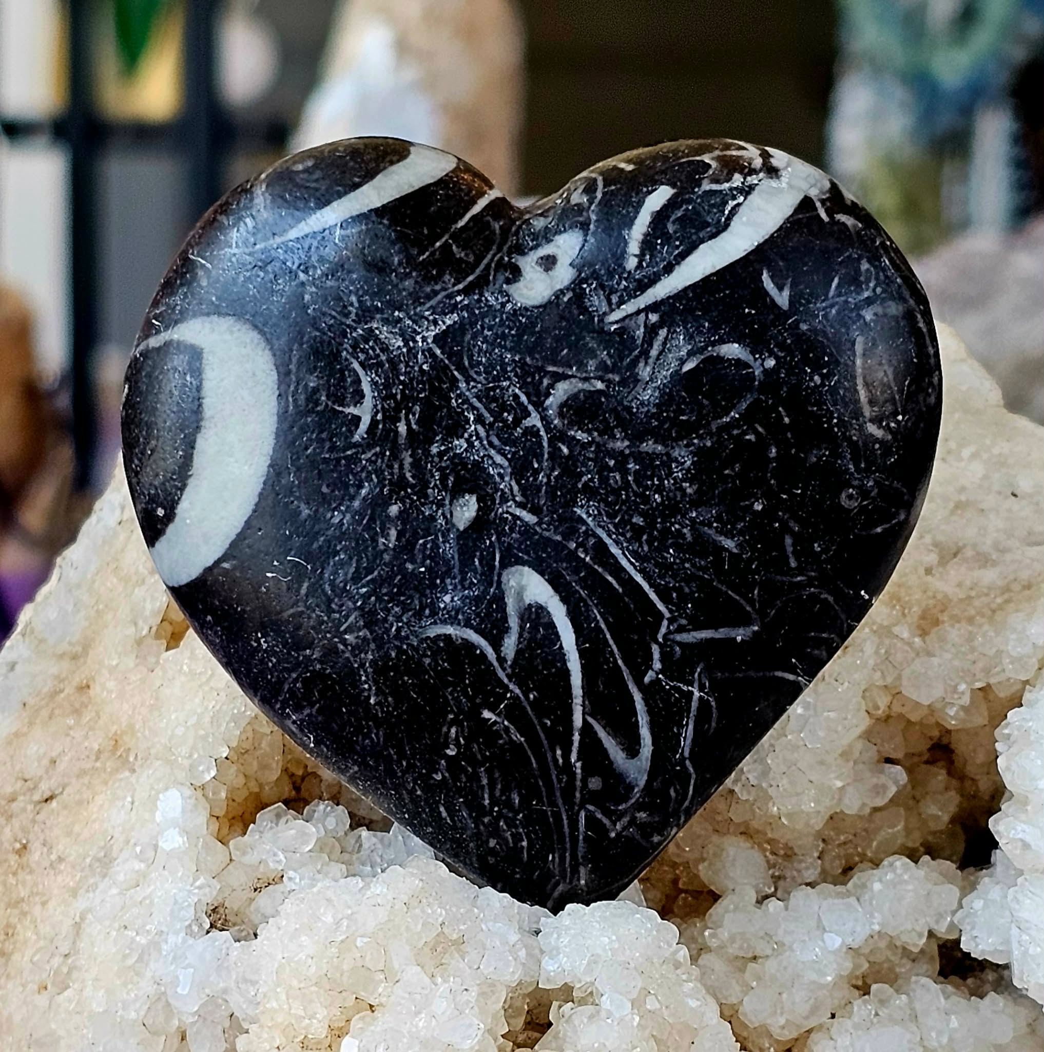 MD. Unique Black & White Fossilized Coral Crystal Puffy Heart