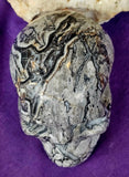 LG. Shell Jasper Crystal Skull 💀🩶🤯🤩🤍