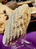 LG. White Fossilized Brain Coral Specimen ✨🤯🤍🧠🌊🐚🪸
