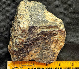 Super Unique/Rare Shell Fossil #2 🤩🤯🐚🪸