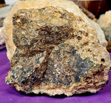 Super Unique/Rare Shell Fossil #2 🤩🤯🐚🪸