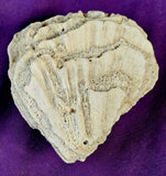 LG. White Fossilized Brain Coral Specimen ✨🤯🤍🧠🌊🐚🪸