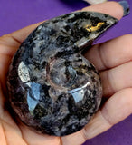 Larvikite Crystal Shell 🩶✨🌘🐚🖤