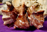 XL Mixed Calcite Crystal Dragon Skull Carving ✨🐲❤️🤍🤯🐉💀