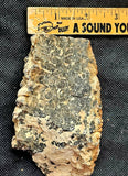 Super Unique/Rare Shell Fossil 🤩🤯🐚🪸