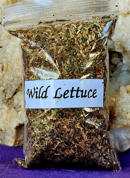 Fresh Cut & Dried Organic Wild Lettuce 🥬🌰🌿