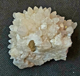 Raw Flowering Dogtooth Calcite Crystal Specimen 🦷🌸✨🐶