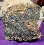 Super Unique/Rare Shell Fossil #2 🤩🤯🐚🪸