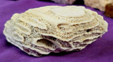 LG. White Fossilized Brain Coral Specimen ✨🤯🤍🧠🌊🐚🪸