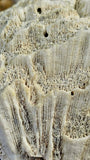 LG. White Fossilized Brain Coral Specimen ✨🤯🤍🧠🌊🐚🪸
