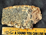 Super Unique/Rare Shell Fossil 🤩🤯🐚🪸