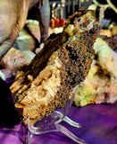 Fossilized Coral Crystal Specimen Tampa Bay Florida 🪸🌊🐚