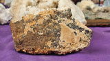 Super Unique/Rare Shell Fossil 🤩🤯🐚🪸