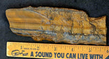 Lapidary Grade Crystal Tigers Eye Slab