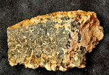 Super Unique/Rare Shell Fossil 🤩🤯🐚🪸