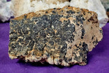 Super Unique/Rare Shell Fossil 🤩🤯🐚🪸