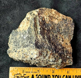 Super Unique/Rare Shell Fossil #2 🤩🤯🐚🪸