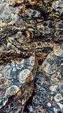Super Unique/Rare Shell Fossil #2 🤩🤯🐚🪸