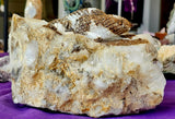 MASSIVE & HEAVY Raw Quartz Cluster Specimen w/100+ Terminations & Carved in Lizard Sculpture 🤯✨😍🦎