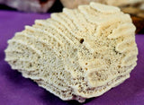 LG. White Fossilized Brain Coral Specimen ✨🤯🤍🧠🌊🐚🪸