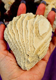 LG. White Fossilized Brain Coral Specimen ✨🤯🤍🧠🌊🐚🪸