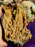 Fossilized Coral Crystal Specimen Tampa Bay Florida 🪸🌊🐚