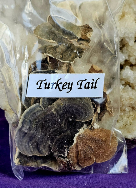 Fresh Cut & Dried Organic Turkey Tail 🍄🦃🌿