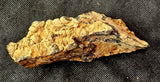 Super Unique/Rare Shell Fossil 🤩🤯🐚🪸