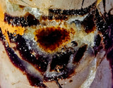 LG. UV Reactive Polished Septarian Crystal Freeform 💛✨🤩🖤