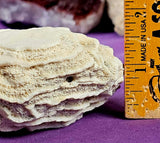 LG. White Fossilized Brain Coral Specimen ✨🤯🤍🧠🌊🐚🪸