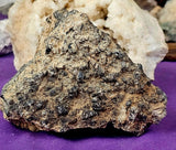 Super Unique/Rare Shell Fossil #2 🤩🤯🐚🪸