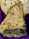 Super Unique/Rare Shell Fossil #2 🤩🤯🐚🪸