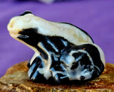 Zebra Jasper Crystal Frog Carving 🐸✨🥹💎