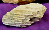 LG. White Fossilized Brain Coral Specimen ✨🤯🤍🧠🌊🐚🪸